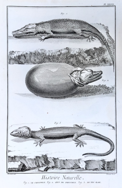 Reptiles - Histoire Naturelle (Cocodrilo), Fig. 1. Le Crocodile, Fig. 2. Oeuf de Crocodile, Fig. 3. Le Toc-Kaie - Pl. XXVII
